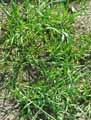 Poaceae-Avena-sterilis-Avoine-sauvage-Avoine-sterile.jpg