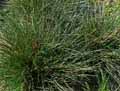 Poaceae-Avenula-pratensis-Avoine-des-pres.jpg
