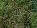 Poaceae-Avenula-pubescens-Avoine-pubescente.jpg