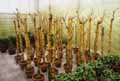 Bambusa vulgaris striata
