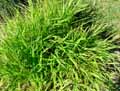Poaceae-Brachypodium-sylvaticum-Brachypode-des-bois.jpg