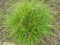 Carex curta, Carex canescens