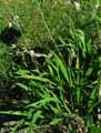 Chasmanthium latifolium, Uniola latifolia