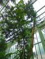 Podocarpus macrophyllus