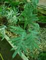 Phlebodium aureum Areolatum