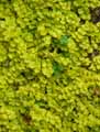 Primulaceae-Lysimachia-nummularia-Aurea-Lysimaque-nummulaire.jpg