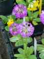 Primulaceae-Primula-denticulata-Primevere-denticulee-Primevere-a-feuilles-dentelees-20131128072627.jpg