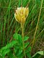 Primulaceae-Primula-officinale-Primula-veris-Primevere-officinale-Primevere-jaune-Blairette-Coucou-Coqueluche.jpg