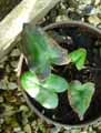 Pteridaceae-Hemionitis-arifolia-Hemionite-a-feuilles-d-Arum-Heart-fern.jpg