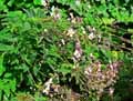 Ranunculaceae-Anemone-hupehensis-Anemone-d-automne-Anemone-du-Japon.jpg