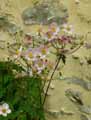 Anemone japonica