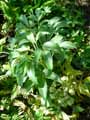 Helleborus argutifolius, Helleborus lividus ssp. corsicus