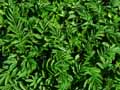 Rosaceae-Agrimonia-procera-Aigremoine-elevee-Aigremoine-odorante.jpg