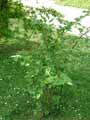 Rosaceae-Cotoneaster-bullatus-Cotoneaster-Cotoneastre.jpg