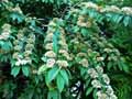 Rosaceae-Cotoneaster-frigidus-Cotoneastre-frigide.jpg