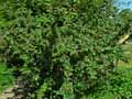 Rosaceae-Cotoneaster-melanocarpus-var.-laxiflora-Cotoneastre-a-fruits-noirs.jpg