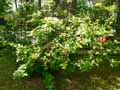 Rosaceae-Crataegomespilus-grandiflora-Neflier-a-grandes-feuilles.jpg