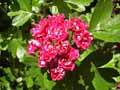 Rosaceae-Crataegus-laevigata-Paul-s-Scarlet-Aubepine-Epine-a-fleurs.jpg