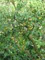 Prunus domestica Syriaca