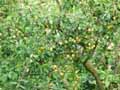 Prunus domestica Syriaca