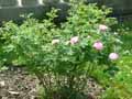Rosa centifolia Rose de Meaux