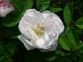 Rosa centifolia muscosa Alfred de Damas