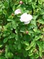 Rosa centifolia muscosa Alfred de Damas