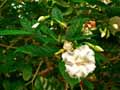 Gardenia x