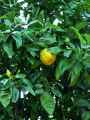 Rutaceae-Citrus-sinensis-Oranger-20131128133640.jpg