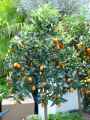 Rutaceae-Fortunella-japonica-Kumquat-20131128133825.jpg