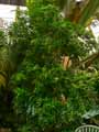 Rutaceae-Murraya-paniculata-Oranger-jasmin-Bois-de-Chine-Buis-de-chine-Bois-de-Satin.jpg