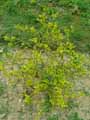 Poncyrus trifoliata