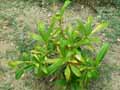 Rutaceae-Skimmia-anquetilia-Skimmia.jpg
