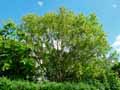 Salix babylonica Tortuosa