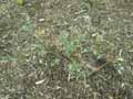 Salix repens subsp. arenaria