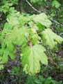 Sapindaceae-Acer-campestre-Erable-champetre-Aceraille-Auzerolle-Bois-chaud.jpg