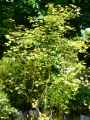 Sapindaceae-Acer-campestre-Nanum-Erable-champetre-nain-9838.jpg