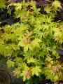 Acer cappadocicum aureum