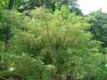 Sapindaceae-Acer-cissifolium-Erable.jpg