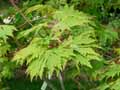 Sapindaceae-Acer-japonicum-Aconitifolium-Erable-du-Japon.jpg