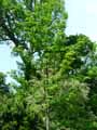 Acer lobelii