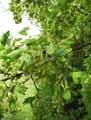 Sapindaceae-Acer-monspessulanum-Erable-de-montpellier-Agas-Azerou.jpg