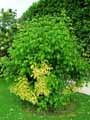 Sapindaceae-Acer-negundo-Auratum-Erable-negundo-Erable-a-feuilles-de-Frene.jpg