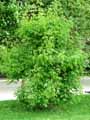 Sapindaceae-Acer-negundo-Variegatum-Erable-negundo-panache-Erable-a-feuilles-de-Frene.jpg