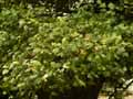 Sapindaceae-Acer-orientale-Erable-de-Crete.jpg