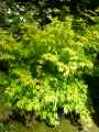Sapindaceae-Acer-palmatum-Orange-Dream-Erable-palme-9852.jpg