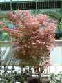 Acer palmatum Shirazz