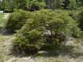 Sapindaceae-Acer-palmatum-dissectum-Erable-palme-du-Japon.jpg