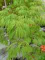 Sapindaceae-Acer-palmatum-dissectum-Viridis-Erable-palme-du-Japon.jpg