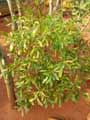 Sapindaceae-Dodonaea-viscosa-Bois-de-reinette-Bois-d-arnette.jpg
